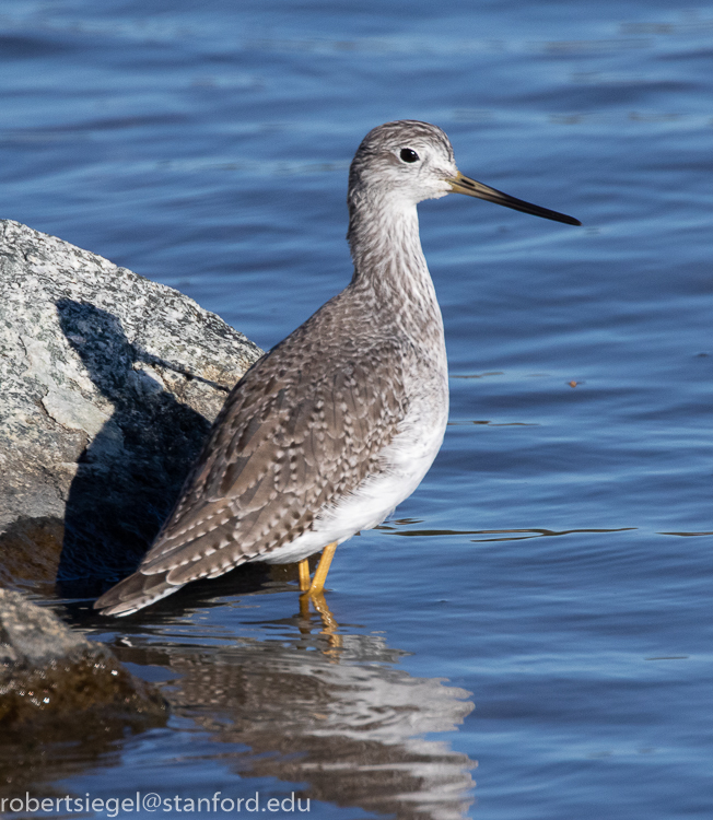 shoreline park